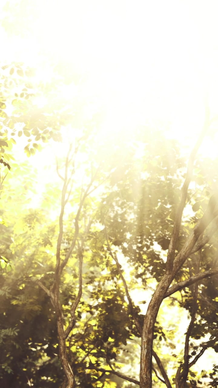 Sunlight shines through trees in a wooded area during the afternoon