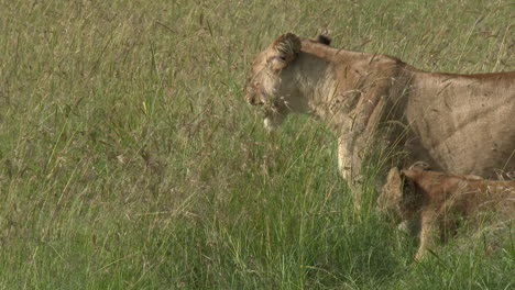 hembra de león de pie en la hierba alta, cachorro pasando por ella, masai mara, kenia