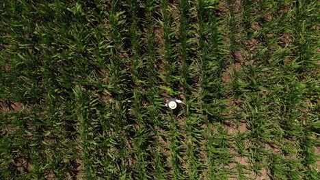 una vista de arriba hacia abajo de un granjero de pie en su amplio campo de maíz