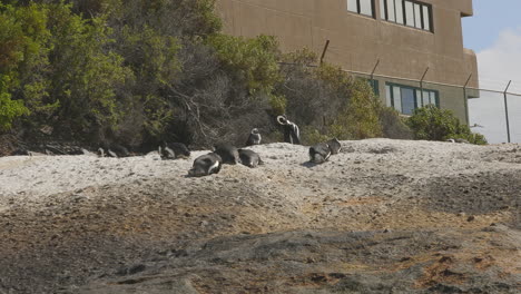 Colonia-De-Pingüinos-Africanos-Descansando-Sobre-Roca-Con-Vegetación-Y-Construyendo-En-El-Fondo-_-Playa-De-Rocas