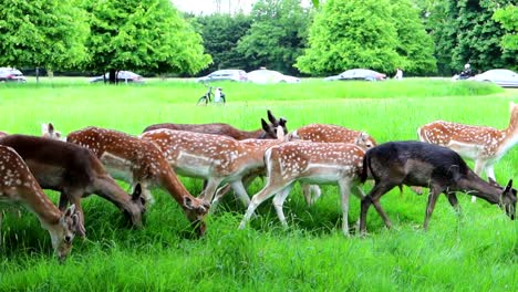 Rehe-Grasen-Frei,-Während-Autos-Durch-Den-Phoenix-Park-Fahren