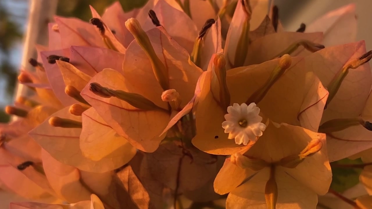 Primo piano di delicati fiori di bougainvillea color pesca alla luce dell'ora d'oro