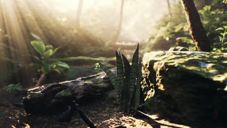 sunlight shining through a lush rainforest