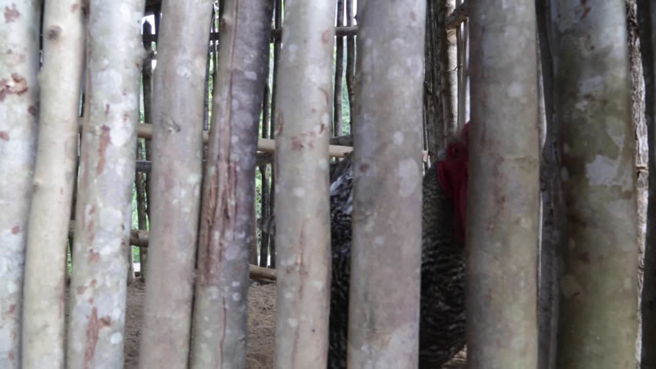 Chicken sold at a street market in Minas Gerais, Brazil