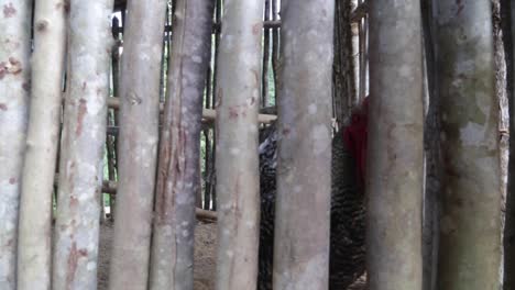 chicken sold at a street market in minas gerais, brazil