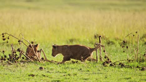 slow motion shot of cute african wildlife of baby lion cubs running and playing in maasai mara national reserve, kenya, africa safari animals in masai mara north conservancy