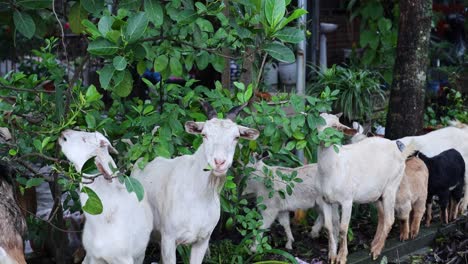 several goats feeding on leaves and moving around