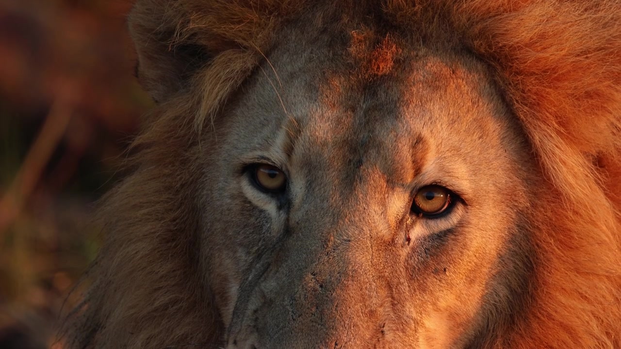 Detail samce lva osvětleného teplým světlem východu slunce, ranní safari.