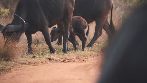 ternero de búfalo africano escondido detrás de la madre, rascándose con la pierna