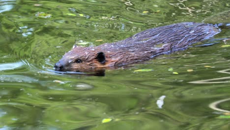 El-Castor-Euroasiático-(fibra-De-Ricino)-O-Castor-Europeo-Es-Una-Especie-De-Castor-Que-Alguna-Vez-Estuvo-Muy-Extendida-En-Eurasia,-Pero-Fue-Cazada-Hasta-Casi-La-Extinción-Tanto-Por-Su-Piel-Como-Por-Su-Castóreo.