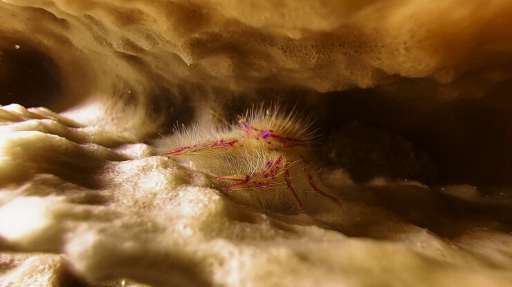 A pink Hairy Squat lobster sits between the folds of a giant barrel sponge. Its body is covered with long white bristles. Close-up shot