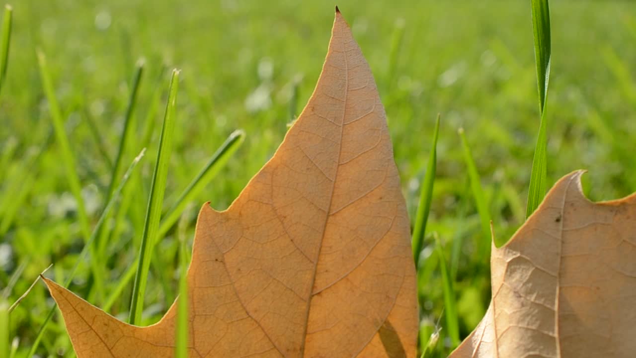 Autumn leaf on green grass, macro closeup