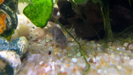 bronze cory catfish in the fish tank