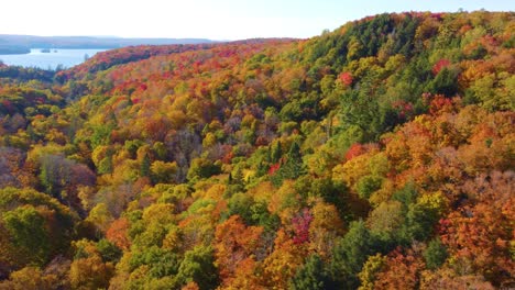 relaxing high aerial flight over multi-colored red and orange hues of a forest in autumn