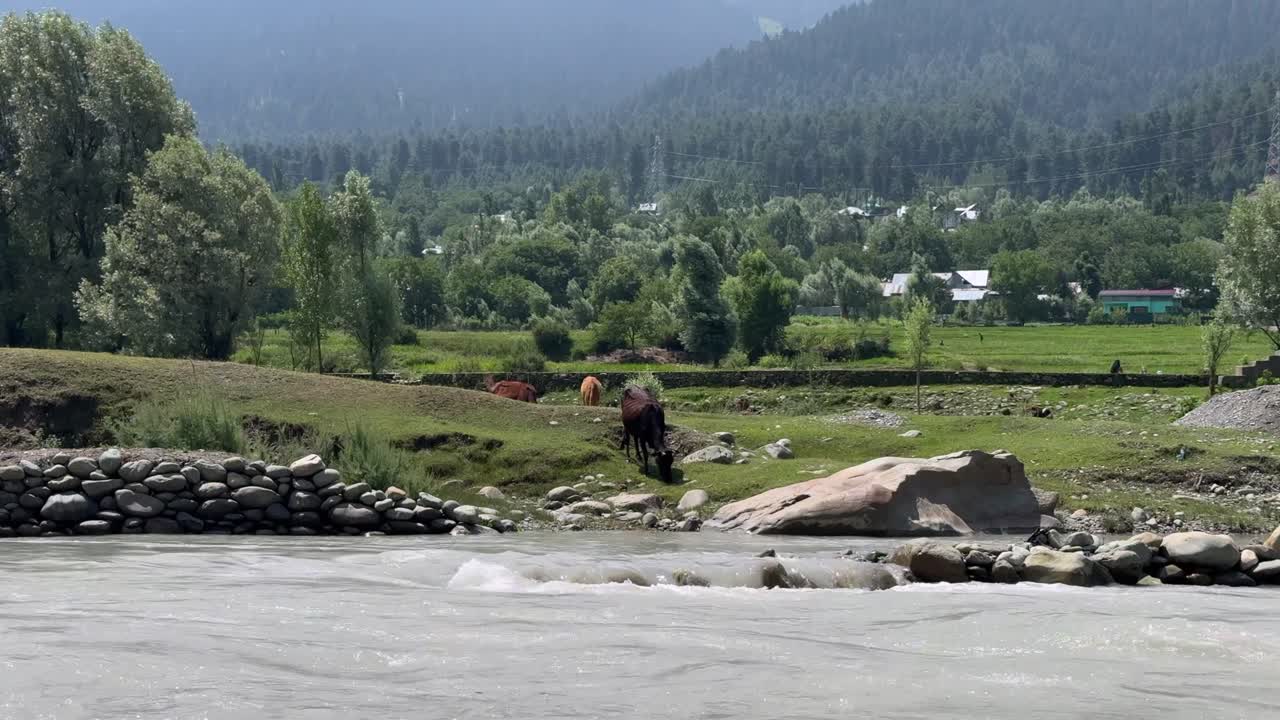 Sunmarg Valley, Exploring the Tranquil Fresh Waters of River Sindh, Boating Bliss, Forest Trails, Lush Meadows and Scenic Himalayan Landscapes