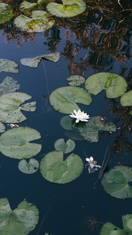 beautiful white water lilies on a pond