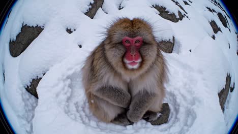 A fisheye lens captures a close-up of a snow monkey in the snow, creating a distorted, immersive