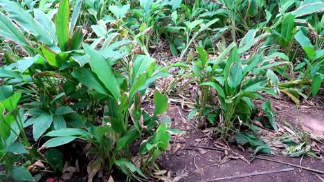 tilt up revealing turmeric plant or curcuma plantation in lush jungle forest of east africa