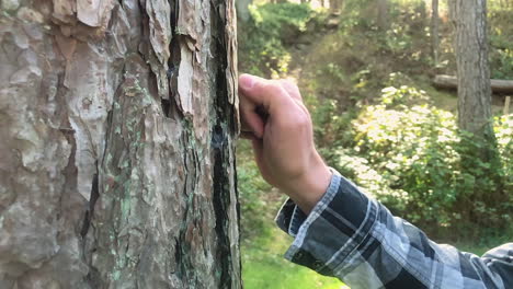 Male-hand-knocks-three-times-on-tree-bark-in-the-forest-on-a-sunny-day