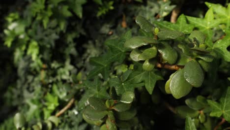 jade plant and ivy in a garden