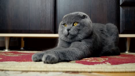кошачья уховая британка