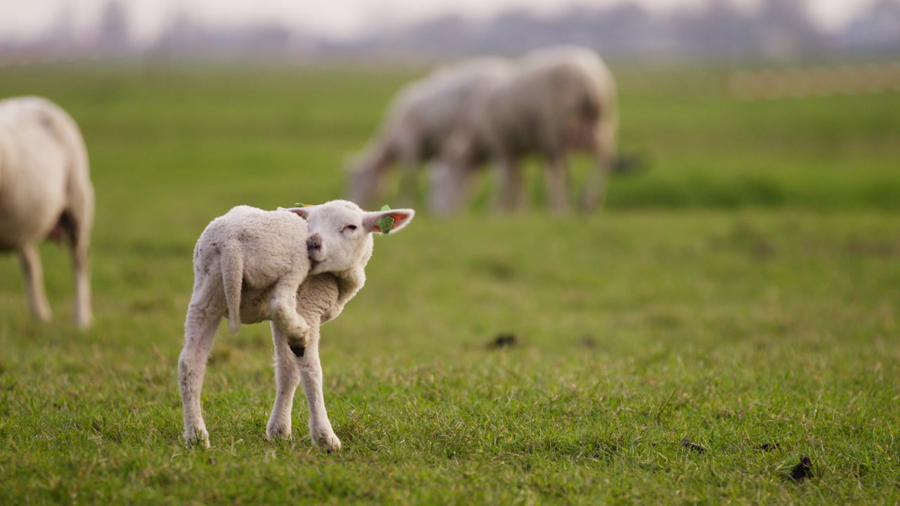 Young lamb standing in a grassy pasture licking rearleg balancing with sheep grazing in the background on farmland