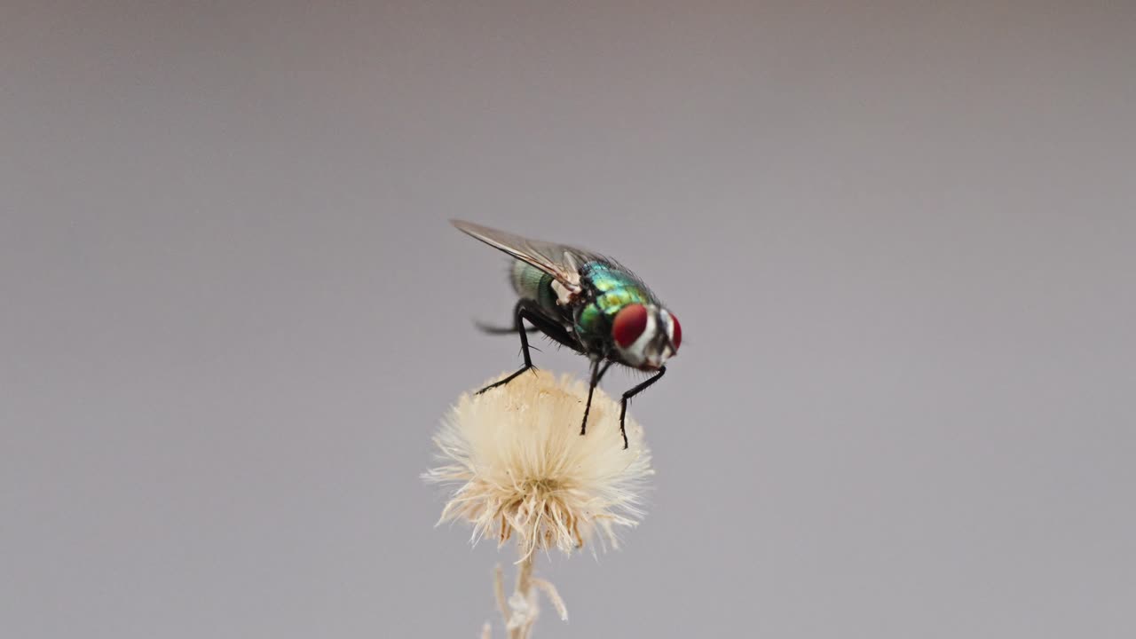 Close up macro view of house fly standing on flower