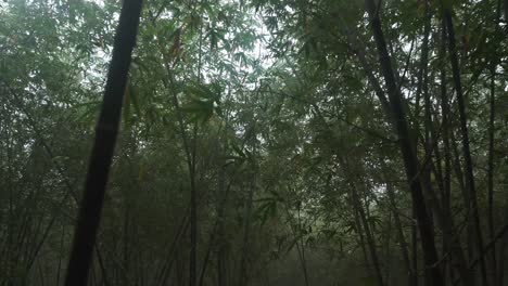 Durch-Den-Nebel-Erweckte-Das-Süße-Morgenlicht-Die-Bäume-Des-Tiefen-Waldes