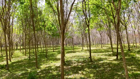 aerial footage of a lush rubber plantation in phuket, thailand. sunlight filters through the trees, creating a serene, natural atmosphere