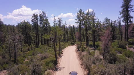 dirt road winding through the pine forest