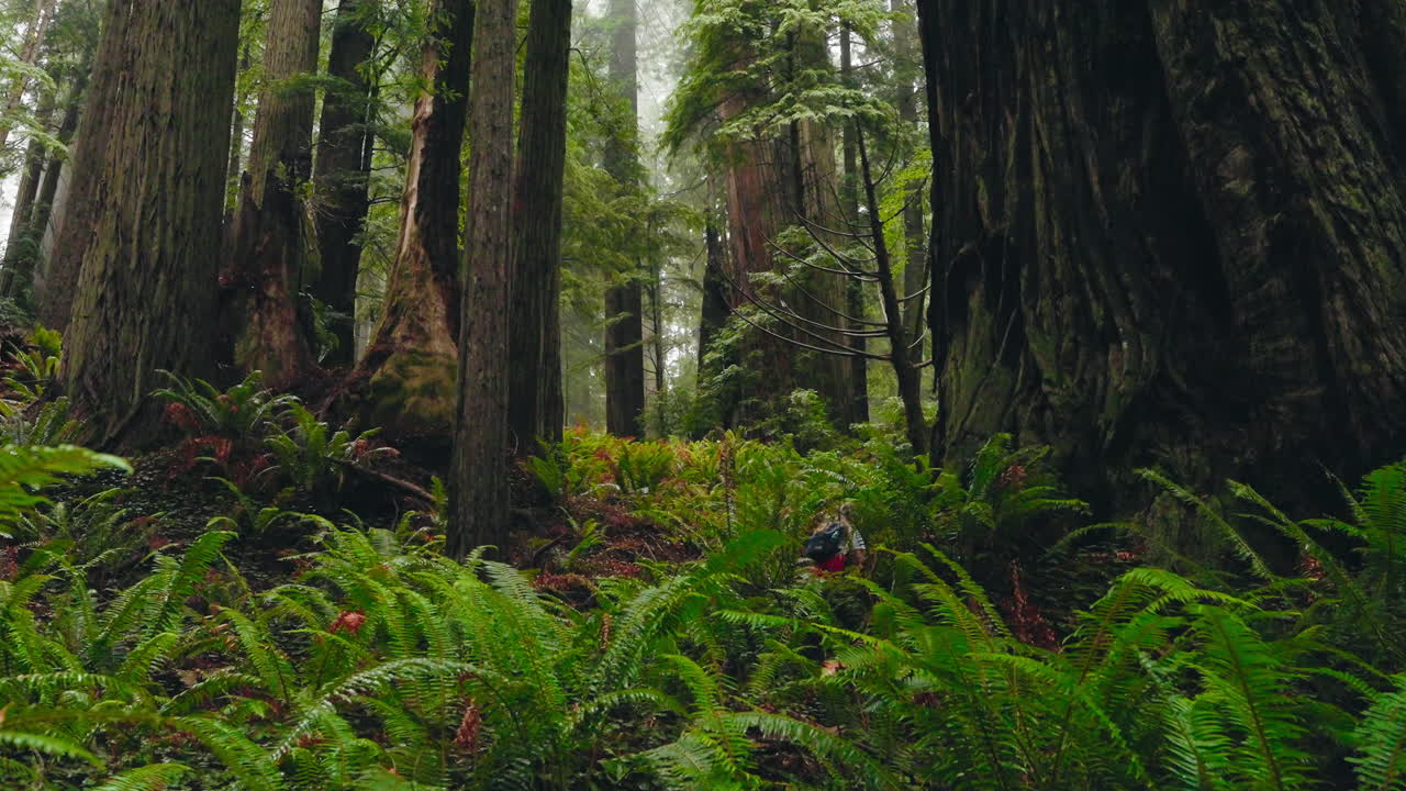 Tall trees a young girl walks in the redwoods