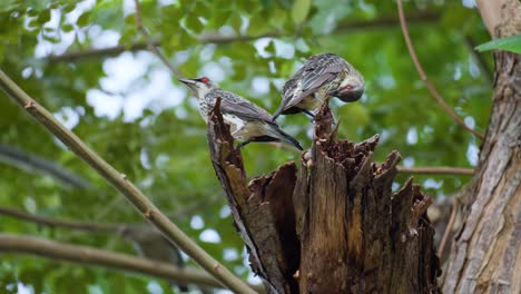 grupo de estorninos brillantes asiáticos inmaduros posado en una rama en el bosque, acicalándose rascándose la cabeza en filipinas