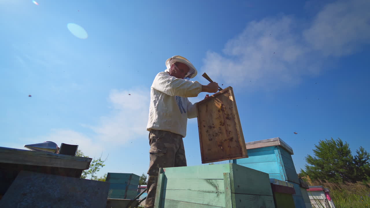 Man in protective hat on apiary. Beekeeper works with wooden frame from hive under blue sky. View from below. Apiculture.