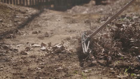 Man raking dried leaves on a dirt path in a sunny backyard garden