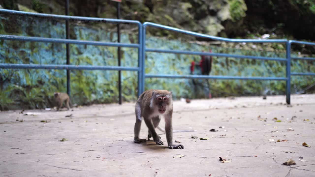 macaque de cola larga en las cuevas de batu en malasia