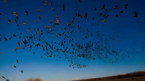 birds in flight