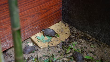 video of incredible baby tortoise from a botanical garden in victoria on mahe island in seychelles