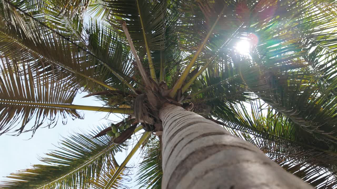 A view looking up at a palm tree with sunlight filtering through the leaves
