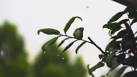 Regentropfen-Auf-Grünem-Aprikosenzweig,-Verschwommenes-Bokeh-Von-Grünem-Baum-Und-Himmel-Im-Garten