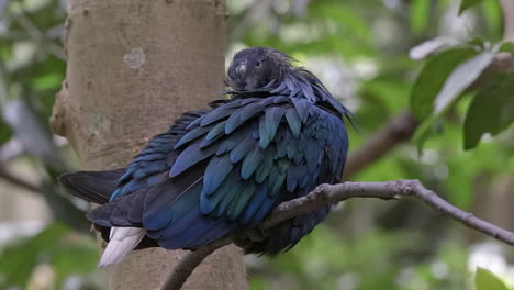 paloma de nicobar perca en la rama de un árbol acicalándose