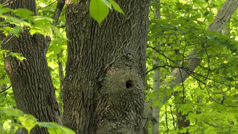 two white-breasted nuthatches fly off from their nest in the tree