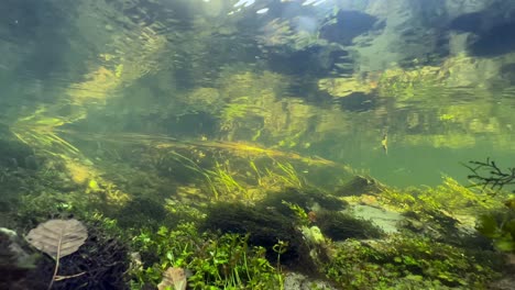 underwater shot of aquatic plants on the bottom of small creek. saaremaa, estonia.