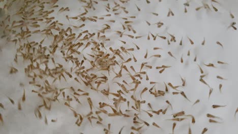 Tropical-fish-fry-tilapia-cichlid-swimming-and-swirling-in-flowing-water-at-a-fish-farm-hatchery,-close-up-of-baby-fishes-at-aquaculture-centre