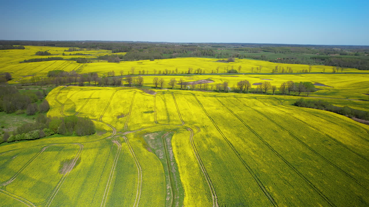 Rapeseed Field Yellow Aerial View Of Countryside, Drone Top View