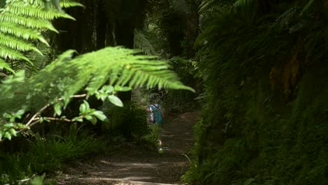 hiker walking into jungle