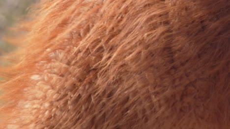 Super-closeup-of-Brown-Fur-on-a-Guanaco-which-is-blowing-in-the-wind,-long-hair-on-back-to-short-on-the-neck