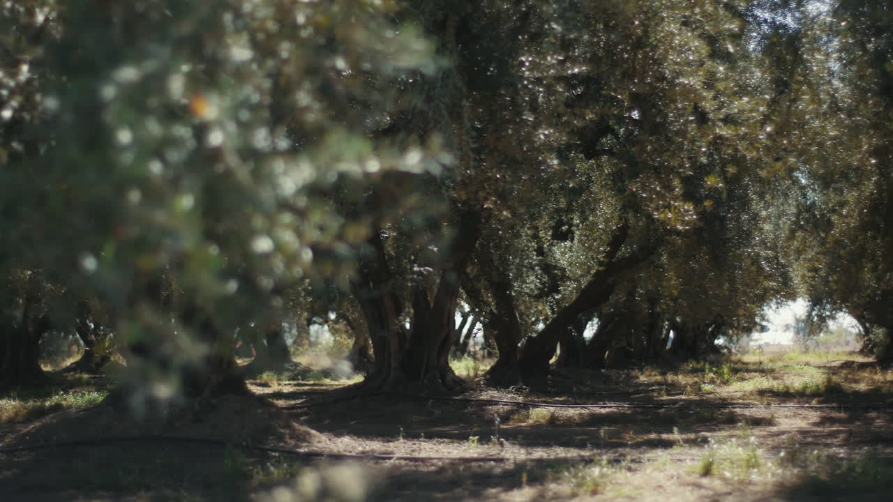 Olive Trees in an Olive Grove