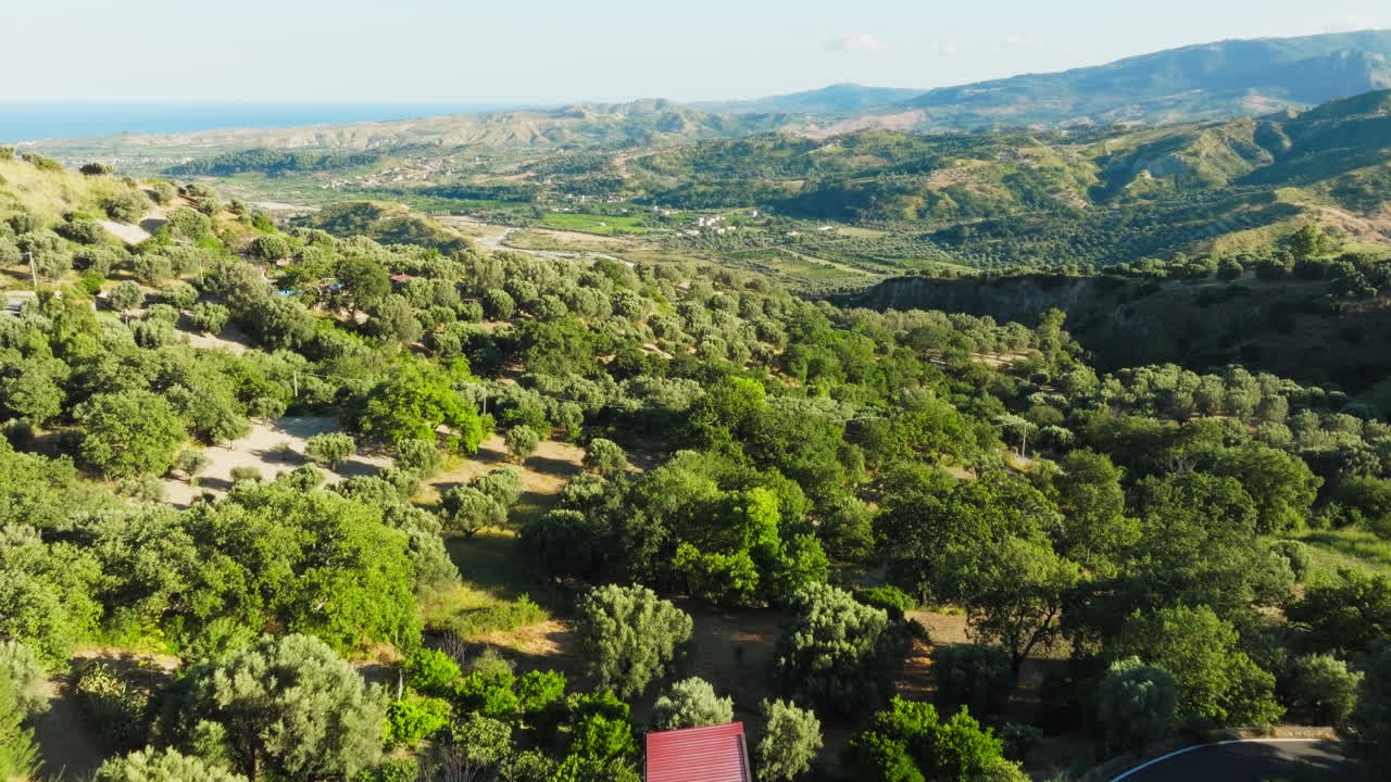 Olive Groves and Olive Oil Trees in Calabria, Aerial View from the Hills