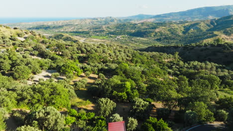 olive groves and olive oil trees in calabria, aerial view from the hills