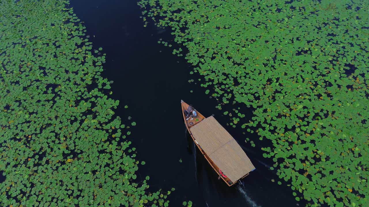 A traditional wooden boat sailing through water lily meadows on Lake Skadar, Aerial